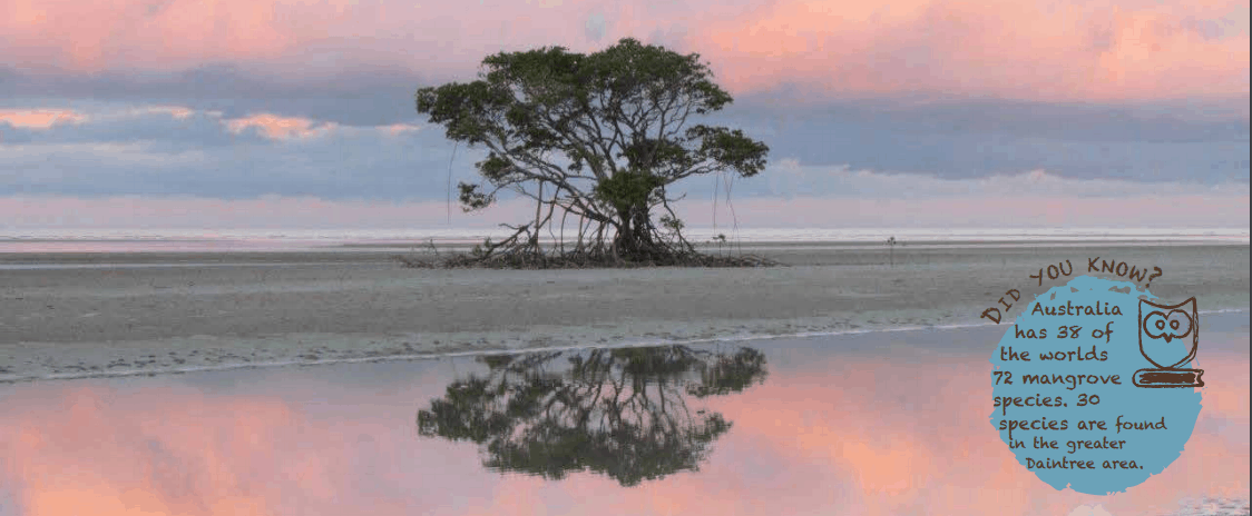 Cape Tribulation Bloomfield Road Repairs