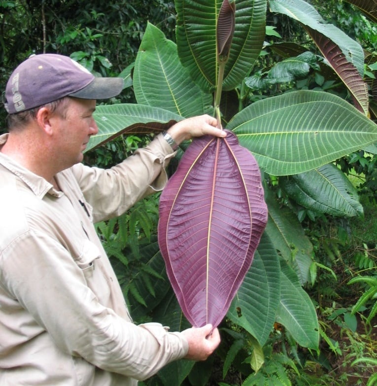 WEED FACT: What is Miconia?