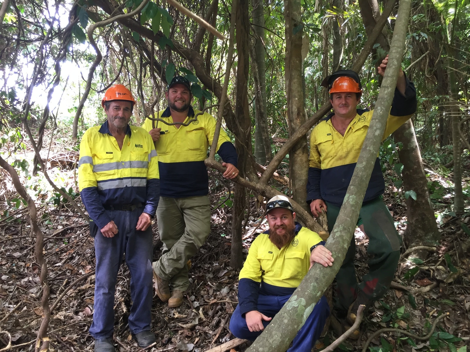 Council's biosecurity team on the hunt for hiptage near Mossman.