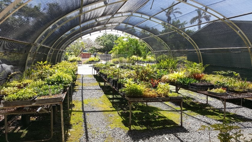 Mossman Nursery temporarily closed