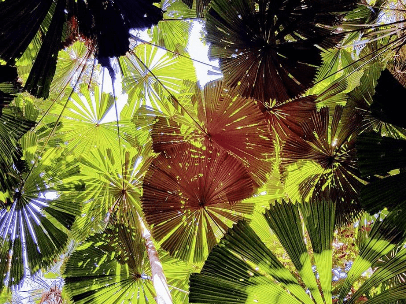 fan palms