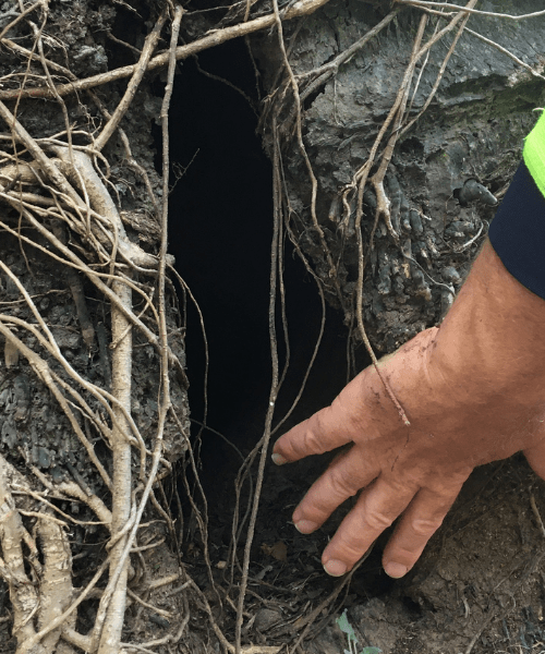 Oil Palm Removal