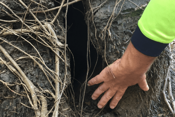 Oil Palm Removal