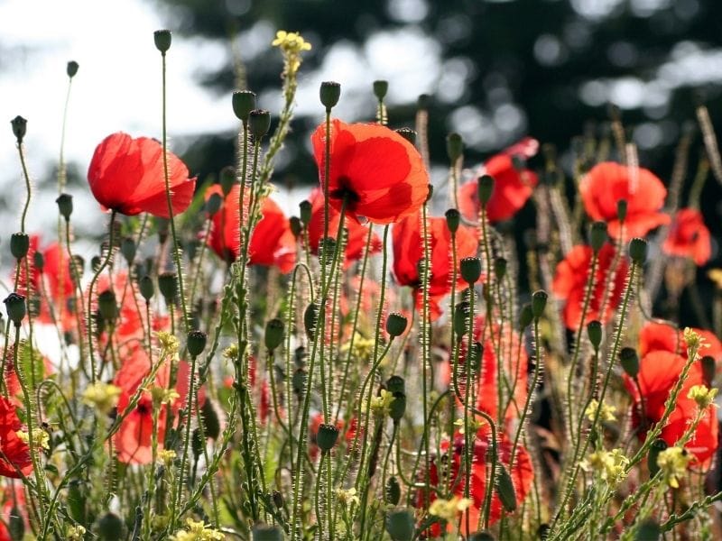 STOCK - Anzac Day