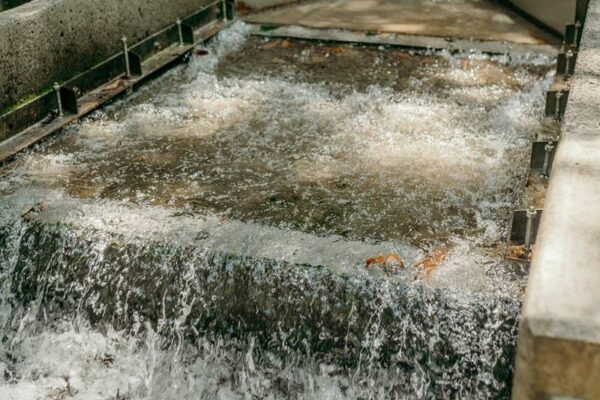 Rex Creek Intake