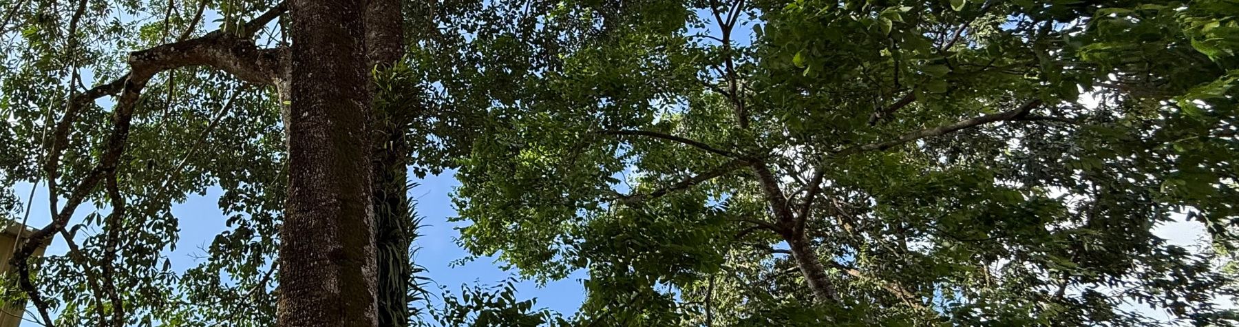 Traditional canoe to be crafted from tree removed from Mossman    