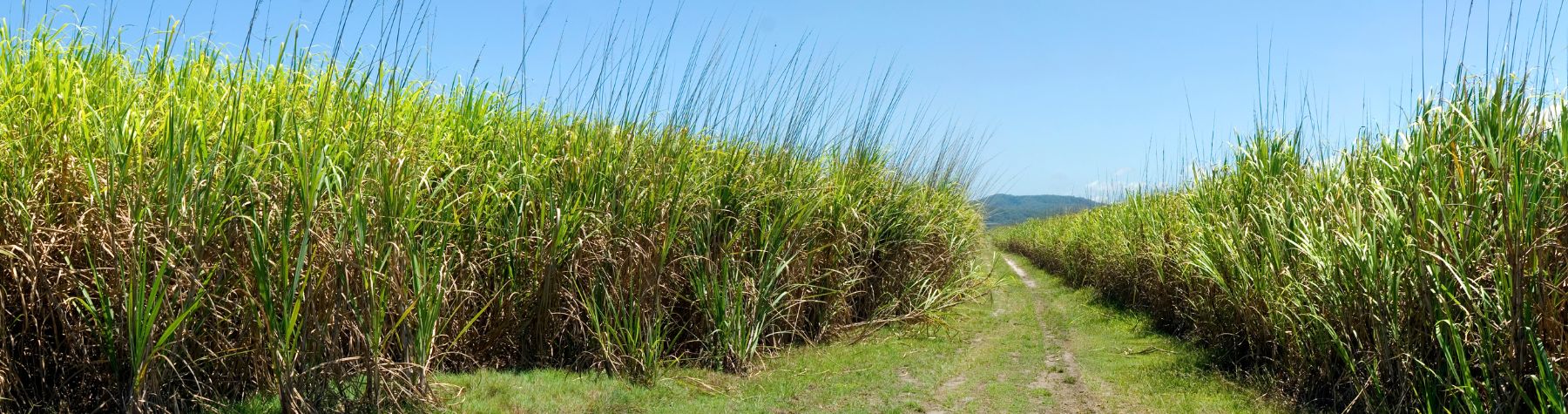 Premier’s call to cane growers sparks sweet optimism in Douglas Shire