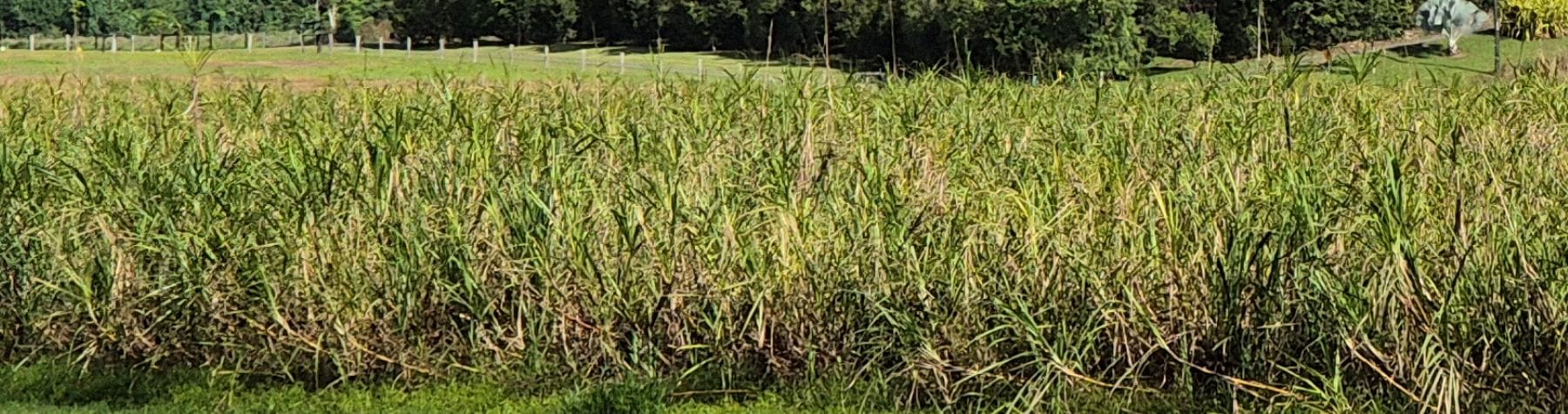 Commitment to Mossman community unwavering