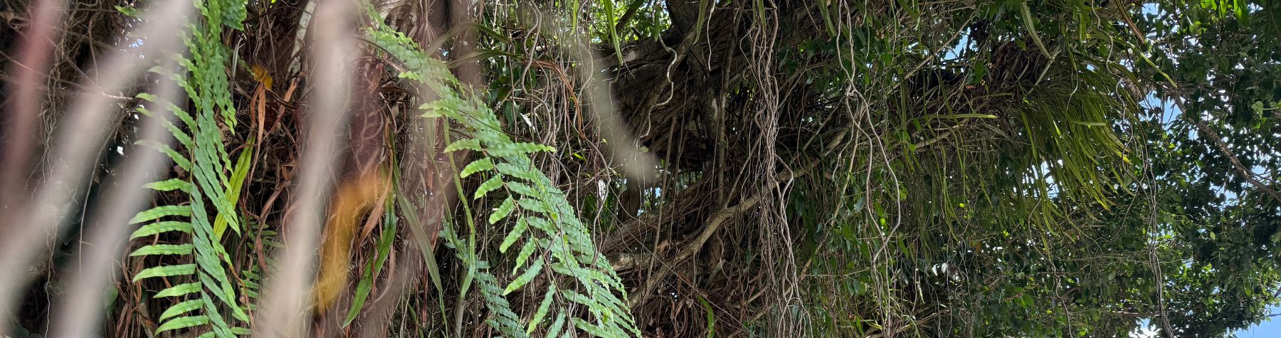 Tree Maintenance Works – Mossman, Front Street