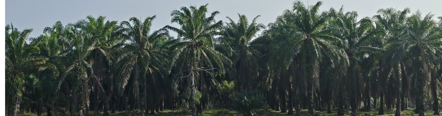 Removal of Three Unsafe Oil Palms on Port Douglas Road