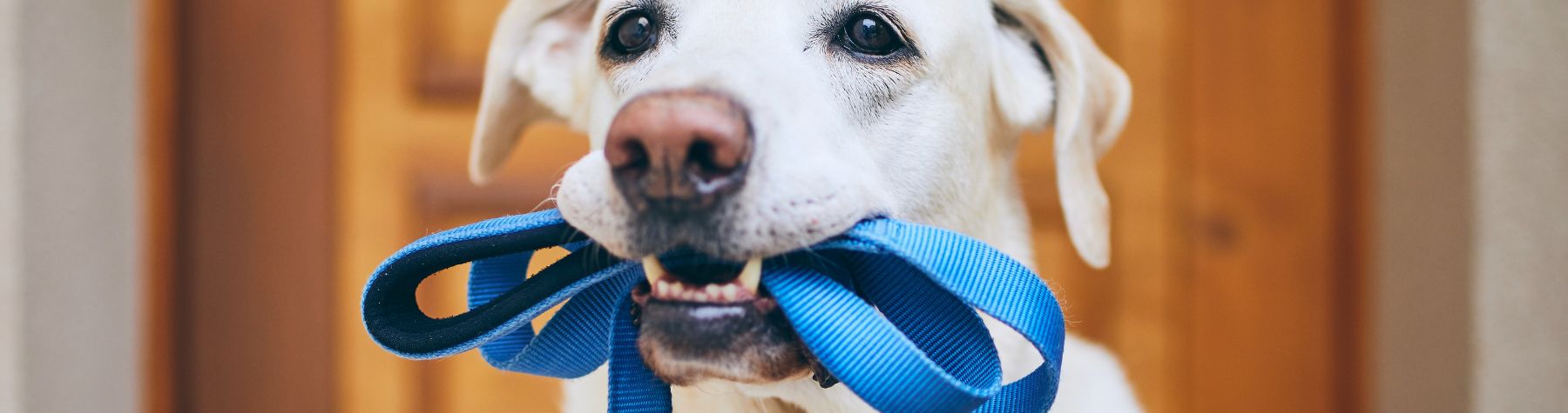 Council and experts unite to promote responsible dog ownership