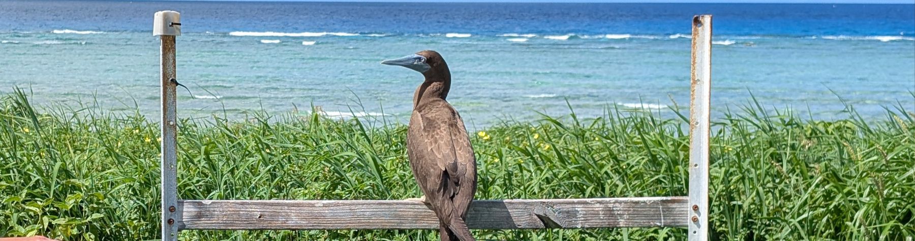 From Cooya to the Coral Sea: Rochelle’s Island life