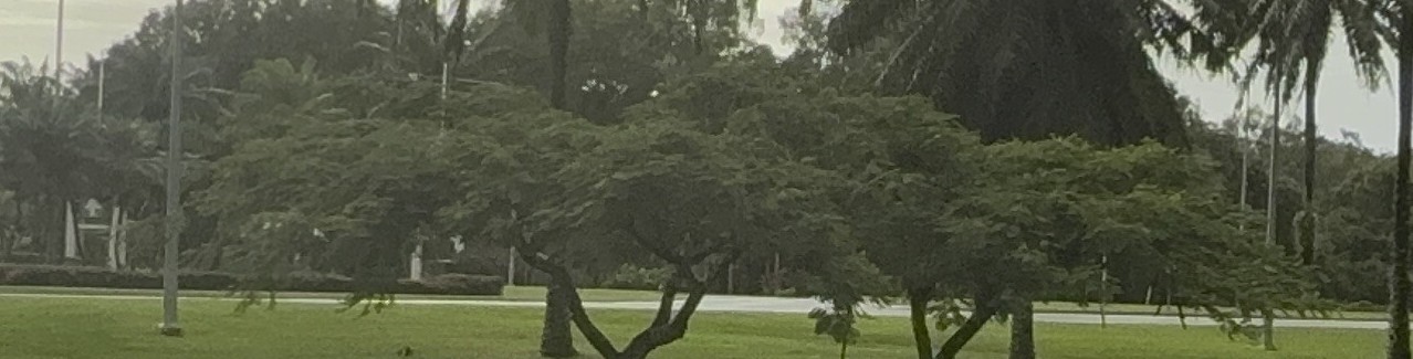 Tree Removal – Port Douglas Road