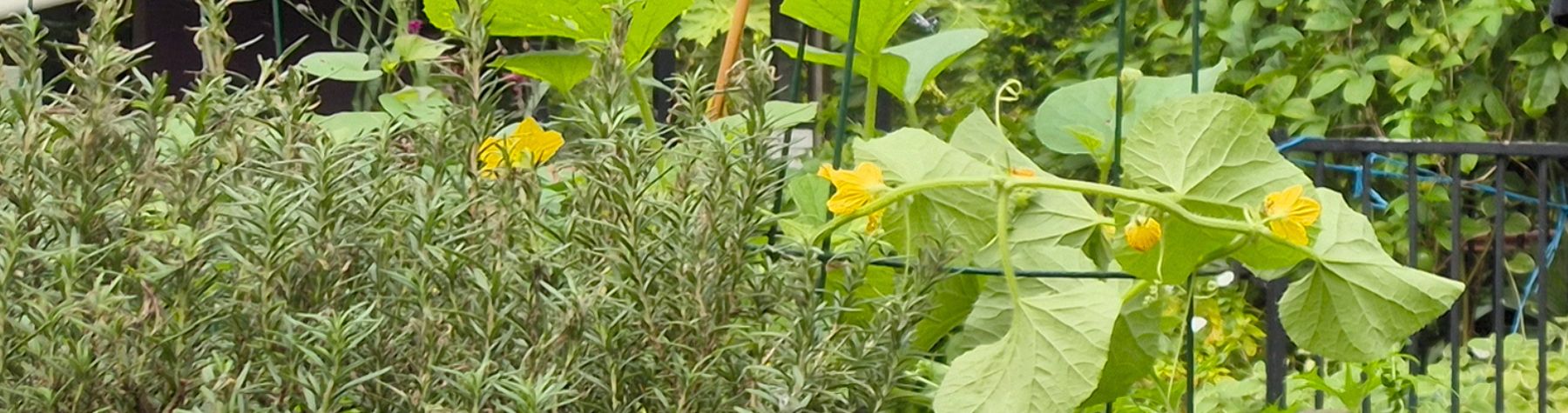 Growing People, Growing Food: Community to flourish through garden workshops