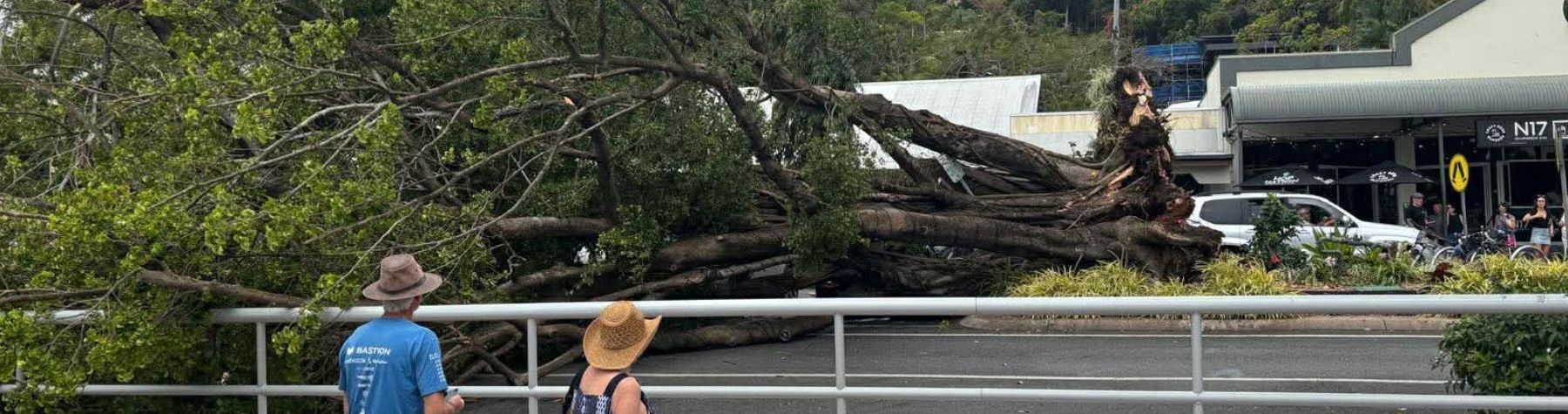 Tree safety inspections following Port Douglas incident