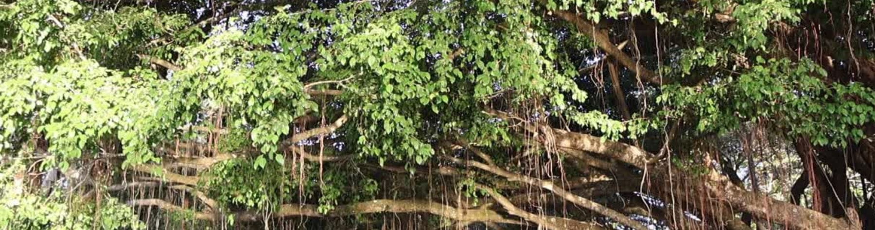 Fig tree removal at Rex Smeal Park