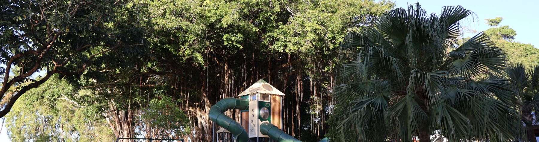 Experts advise removal of iconic Port Douglas tree
